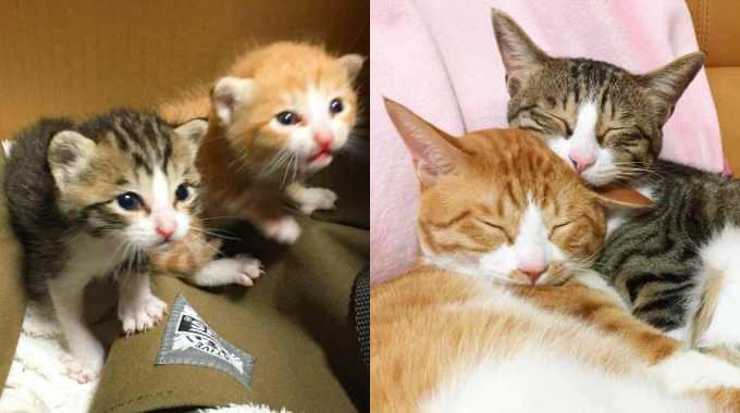 ミルク飲みの兄妹猫を保護……ハプニングで見えた兄妹の絆に感動！