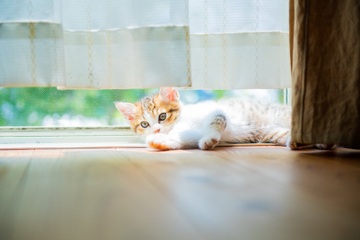 猫が『カーテンの裏』に隠れたがる5つのワケ
