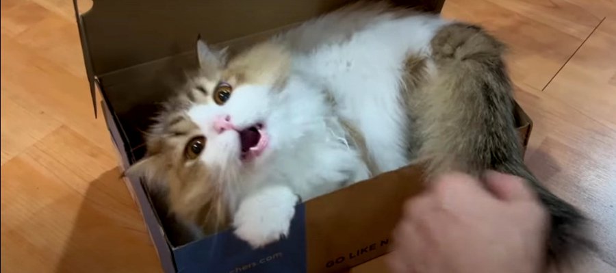 ライオン？箱から飛び出る可愛い猫くん！
