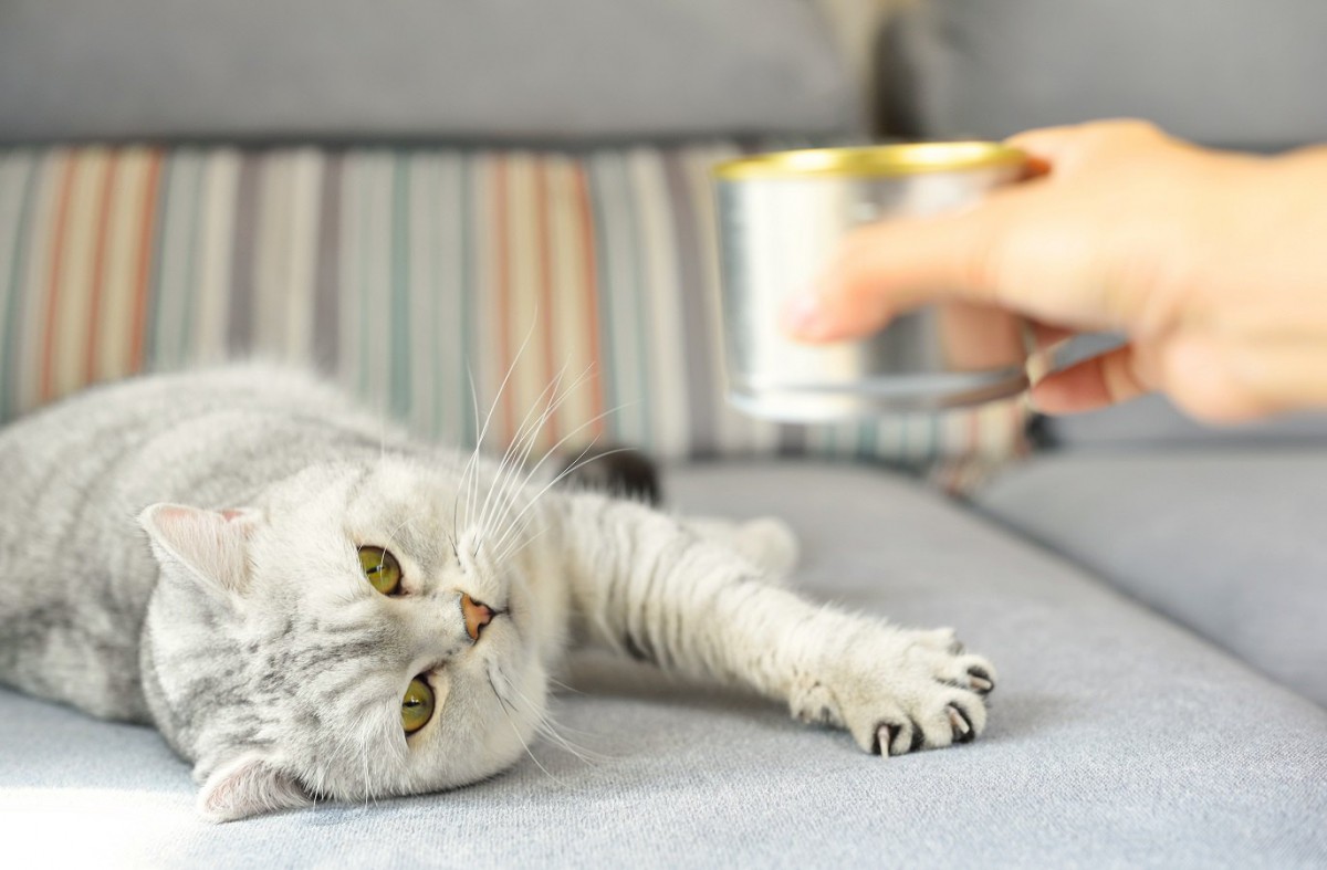 食欲旺盛だった猫が急に食べなくなったときの対処法５つ