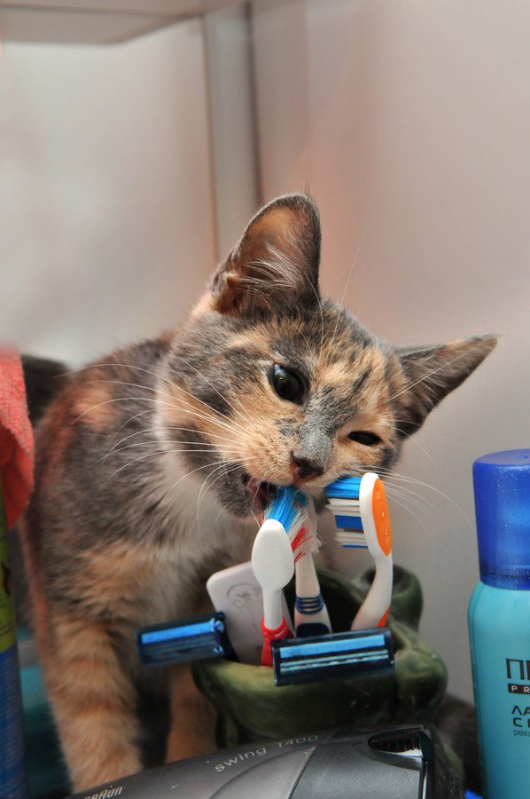 歯磨きを邪魔してくる猫の気持ち５つ