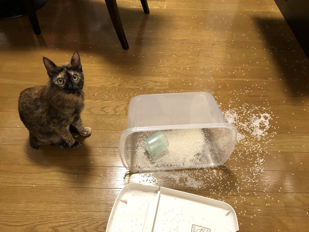 【大災ニャン】散らばる米ときょとん顔の猫さん『あぁ…』が止まらない