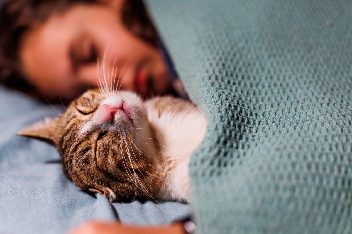 猫に『一緒に寝たいニャ♡』と思わせる人の特徴4選　愛猫と添い寝する際の注意点も