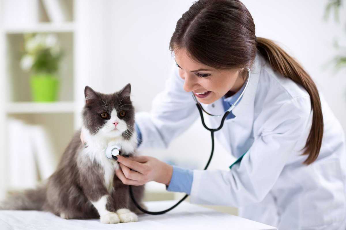 愛猫を病院に連れて行くべき4つのタイミング　頻度が増えるのは何歳から？
