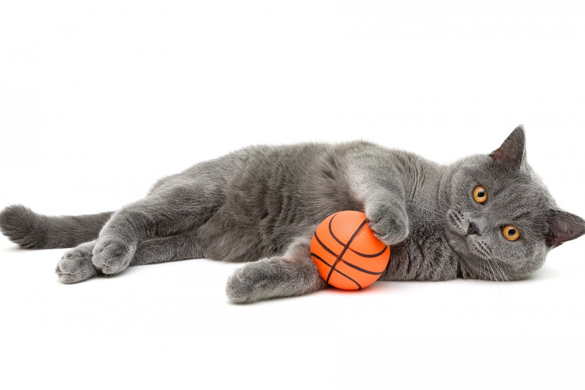 猫が大好きな『ボール』3つの特徴　おすすめの遊び方も紹介！