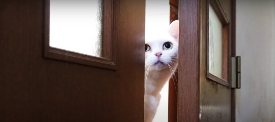 ドアの向こう側に行きたい猫ちゃん！開けたら予想外の結果に…