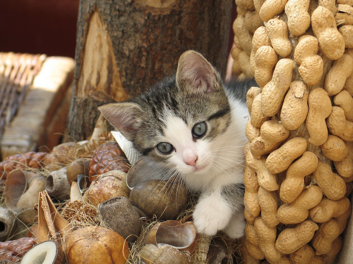猫に『節分の豆』は危険！3つのリスクと愛猫と豆まきを楽しむ方法4つ