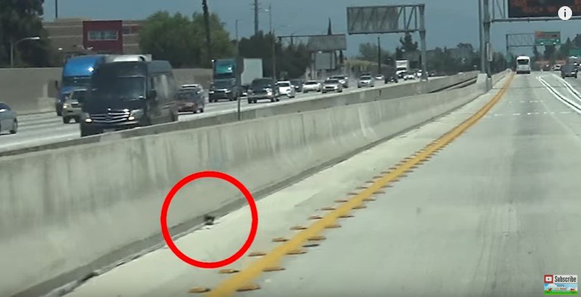 【超絶危険】高速道路になぜ？走行車線の子猫をレスキュー！