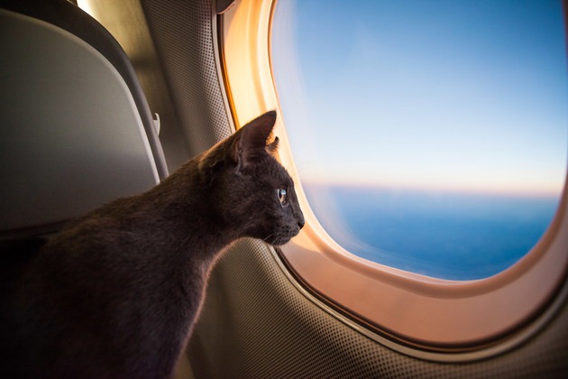 猫と飛行機！料金や事故のリスクは？