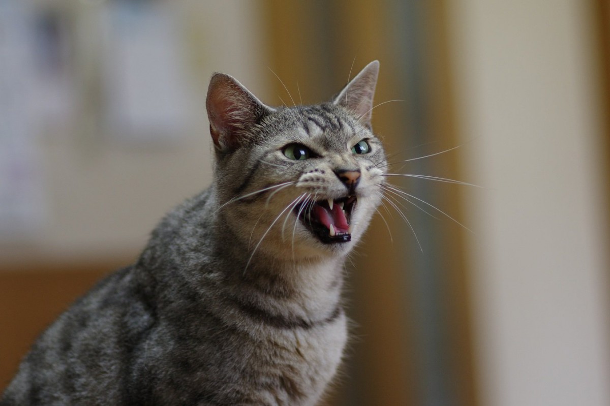 猫の『危険な鳴き声』4つ！原因や対処法も合わせて解説