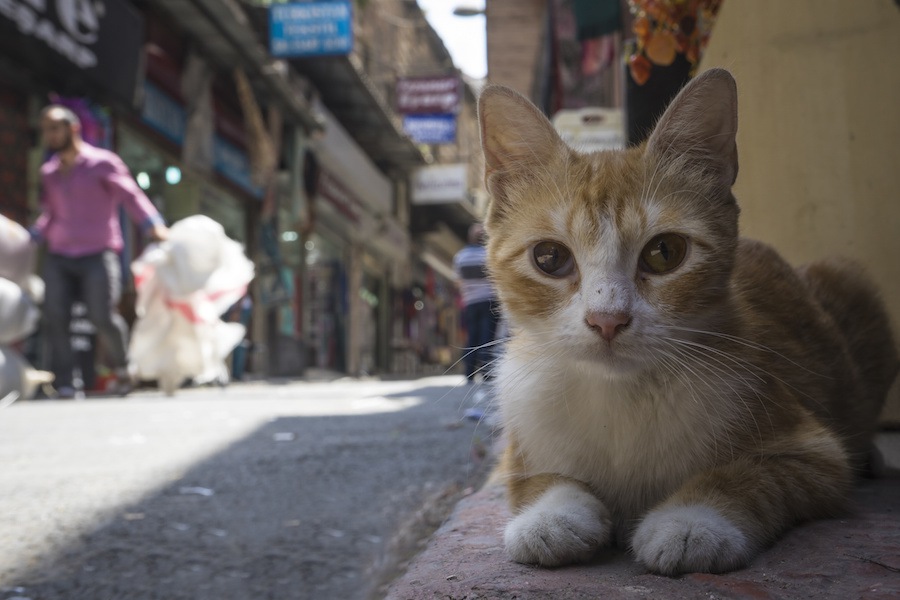 トルコは猫の楽園！猫好きが多い理由