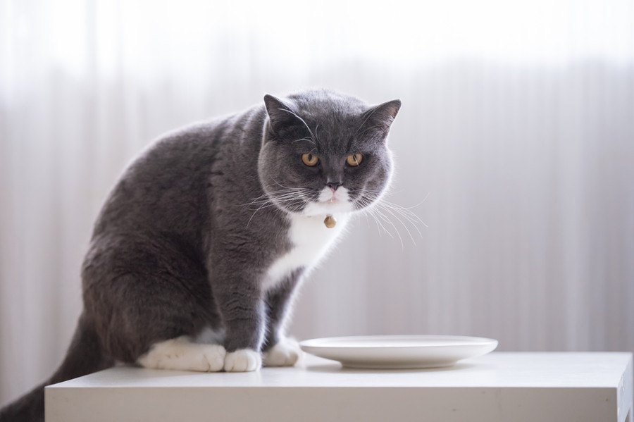 猫にとって最適な『ご飯を食べる場所』3選！選んではいけない場所とは？