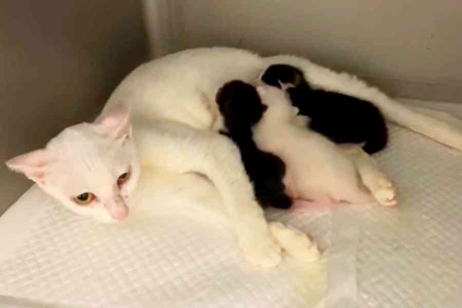 ガリガリで衰弱した母猫…病院で出産し母子共に助かる！