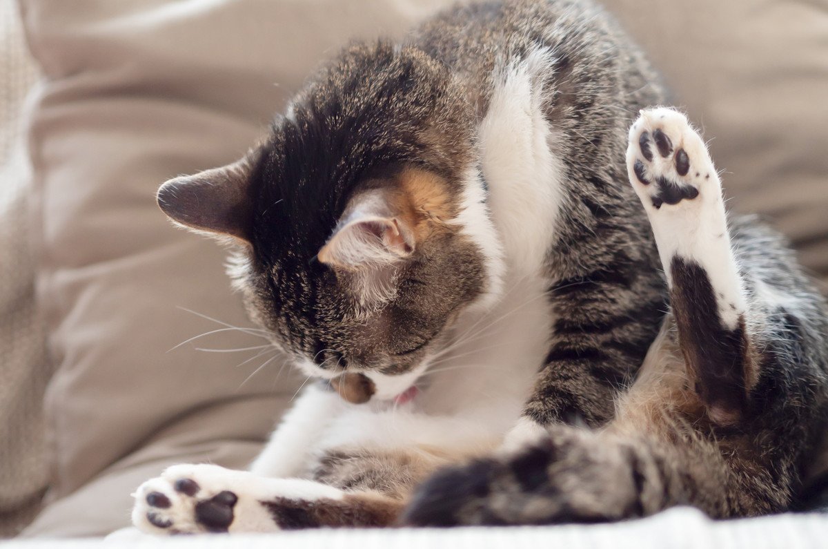 猫の『おしりが臭いとき』の理由4選！詳しい対処法を解説