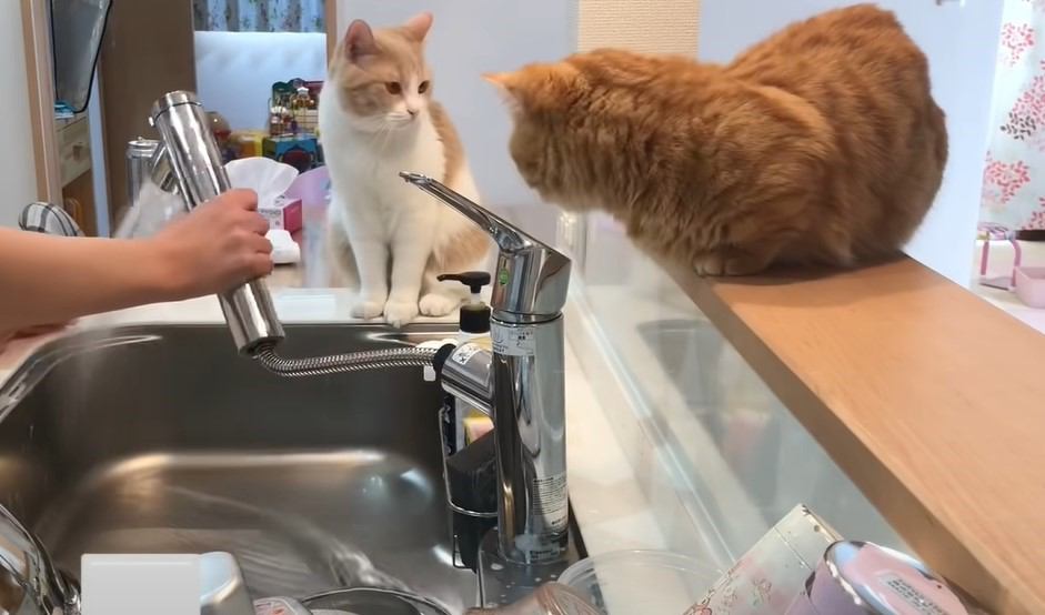 洗い物の監督をする2匹の猫が話題に　平和な光景に癒やされる人続々『優しい世界』『うちの子もやってた！』の声