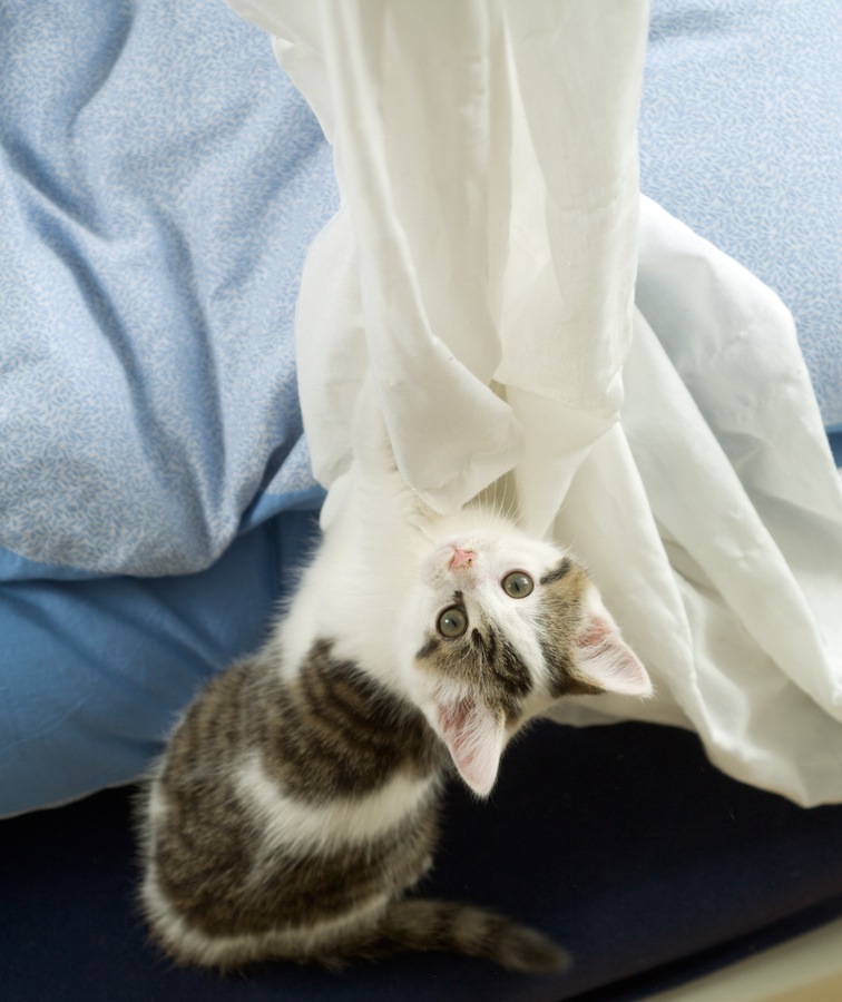 猫がカーテンをボロボロにする…対策出来る5つの事