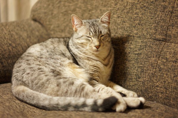 猫のせいで寝不足…夜寝てくれるようにする5つの方法
