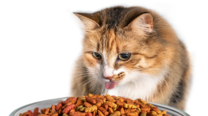 猫が早死する『ご飯』3つ！寿命を少しでも伸ばすために気を付けるべきこととは…