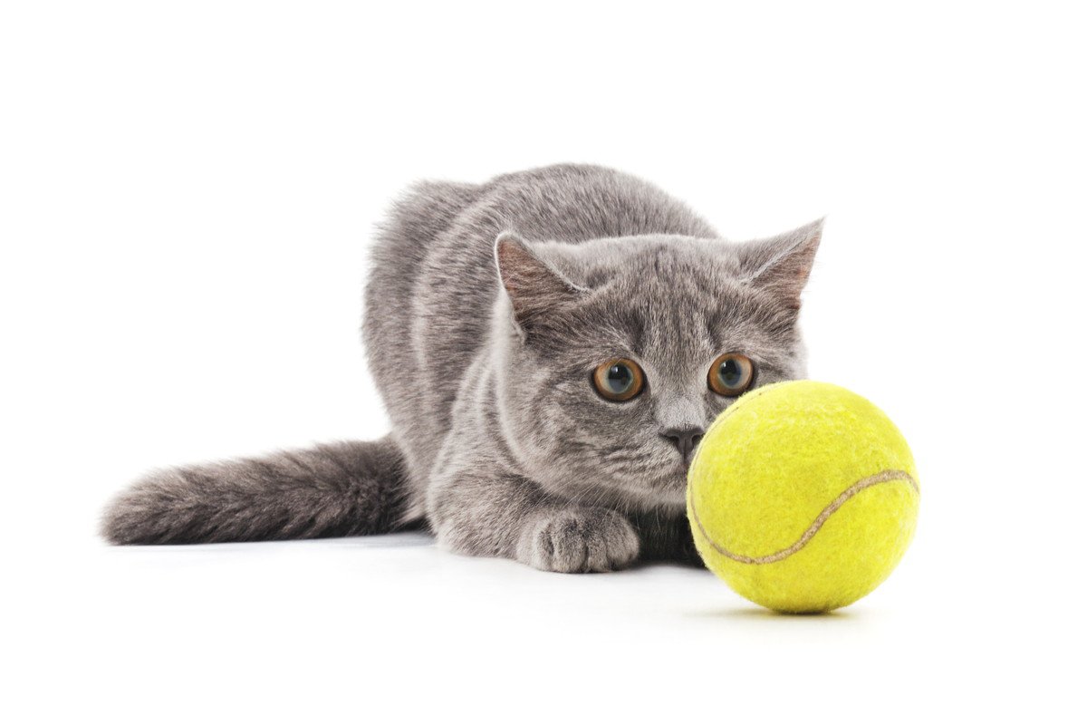 愛猫のテンションが爆上がりする『ボール』4つの特徴　上手な遊ばせ方もご紹介
