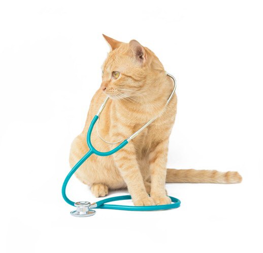 猫の好酸球性肉芽腫 症状や原因、治療の方法