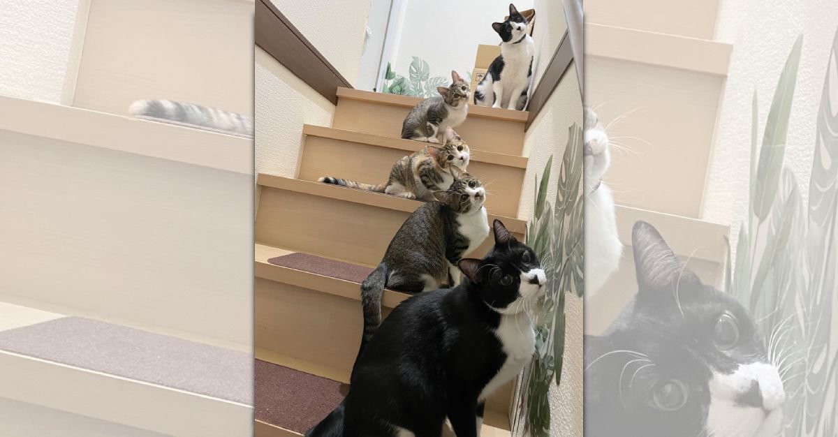 階段に並ぶ5匹の猫が首をかしげる様子が可愛すぎた…見事なシンクロに7万いいね♡