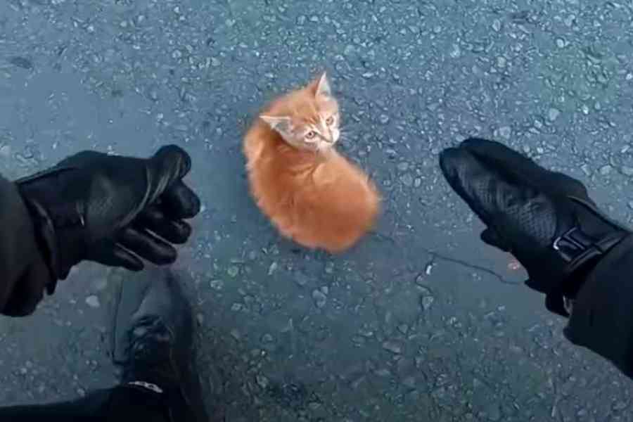 道路の真ん中にたたずむ子猫…間一髪のところを救出！