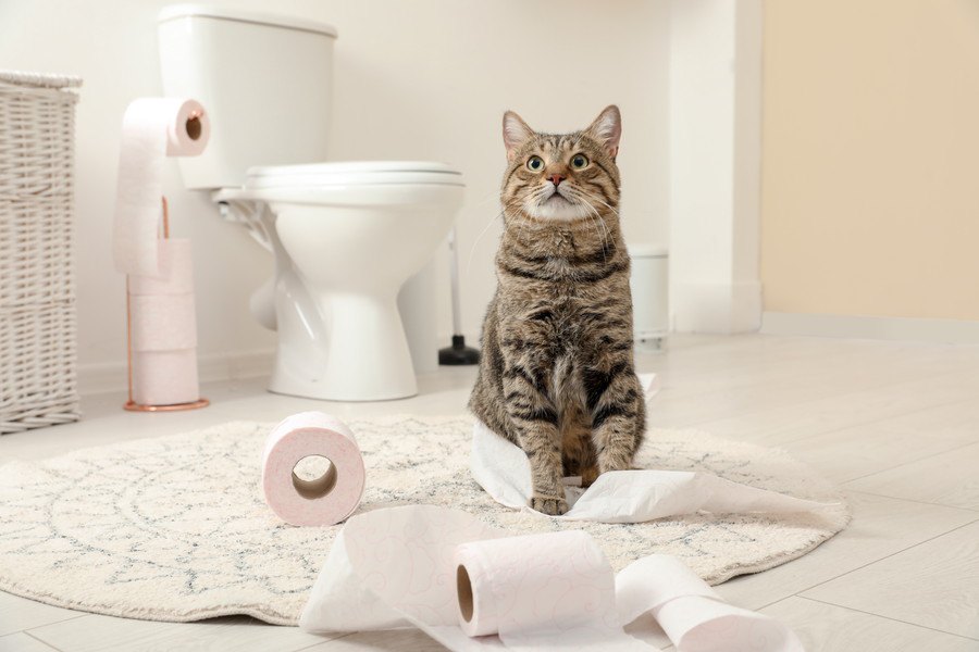 猫トイレに試したい『消臭方法』4つ！こんな一手間で困った臭いは軽減しよう！