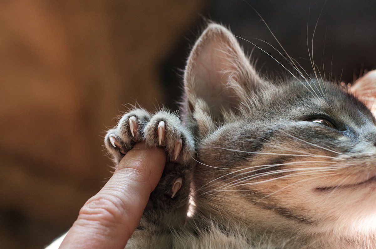 猫の『爪を切らない』時の大きなリスク3つ　爪切りを嫌がる時の対処法はあるの？