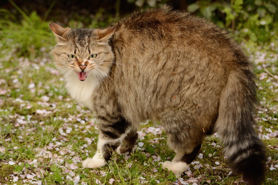 怒った猫の声や耳の形など5つの体の変化