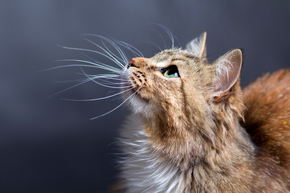 猫の『ヒゲが短くなる』5つの理由　自然と短くなることなんてある？なくなったらどうなる？