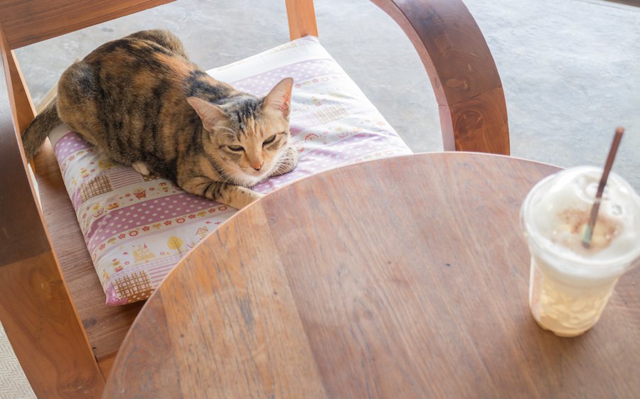 久留米の猫カフェおすすめ2選！保護活動をしているお店もご紹介