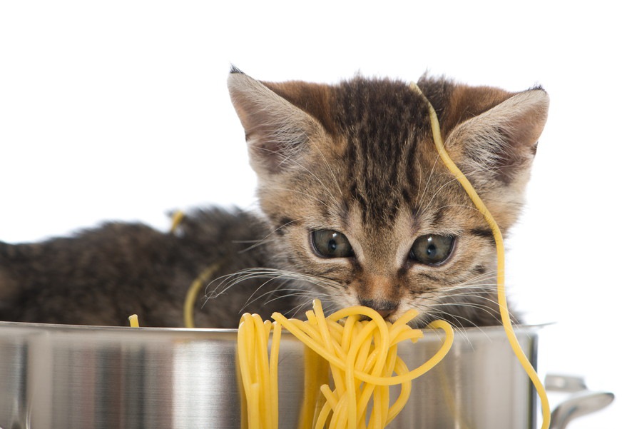 猫は蕎麦を食べても大丈夫？注意点やアレルギーへの対処法