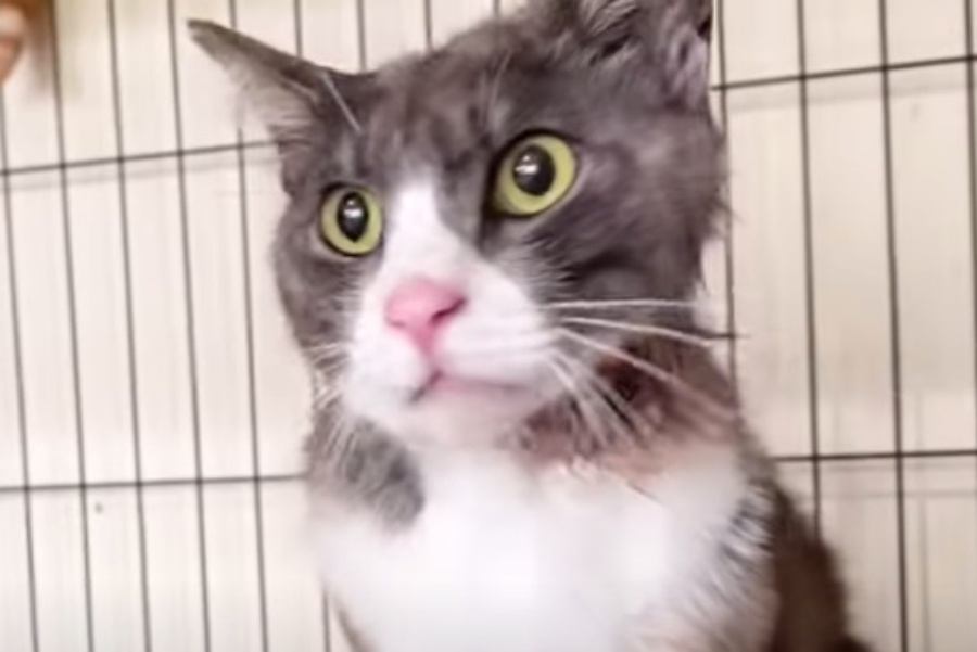 顔がえぐれてしまった猫…厳しい野良生活で負った傷の原因とは？