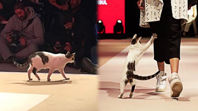 世界的なファションショーに猫が登場！その華麗な姿に胸キュン♡
