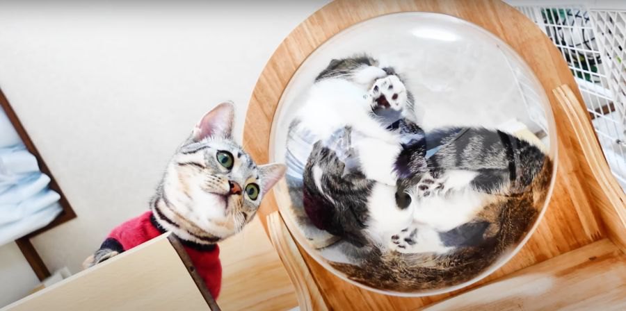 楽しい♡飼い主さんが作ったキャットウォークで遊ぶ猫さんたち！