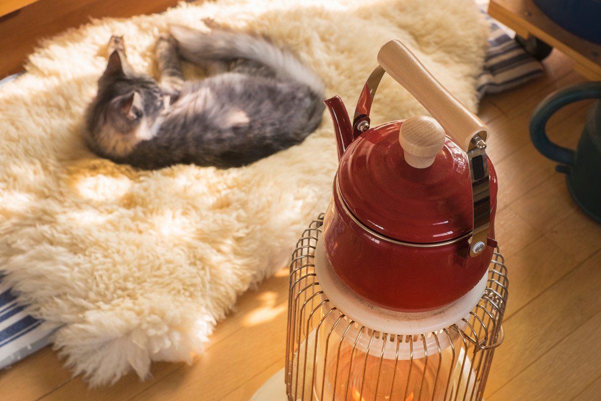 愛猫の『室内飼い』で気をつけるべき注意点3選　ストレスがたまるNG環境も紹介
