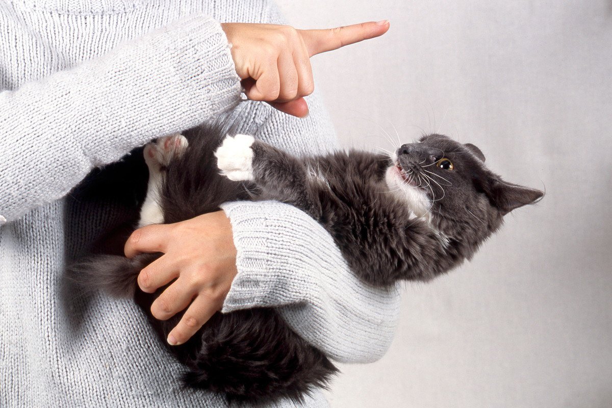 猫への『虐待』になっている絶対NG行為4つ！悪意がなくてもストレスを与えている場合も…
