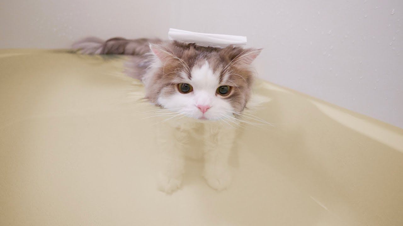 『お風呂が好きすぎて自らダイブしちゃう猫』珍しい行動に「前世はカピバラかも？」「色々な子がいるんだなあ」の声