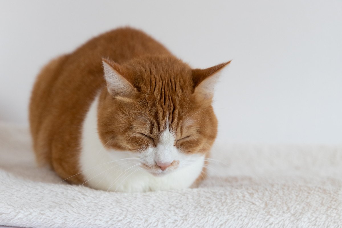 猫が『香箱座り』で寝るのはなぜ？4つの理由