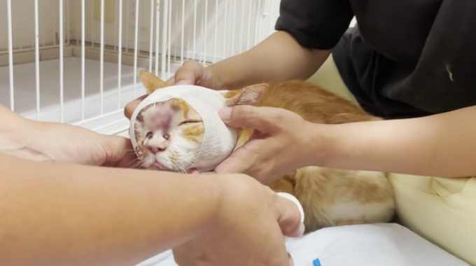 引っ越しで捨てられた猫を保護…顔に負った大怪我の正体は？