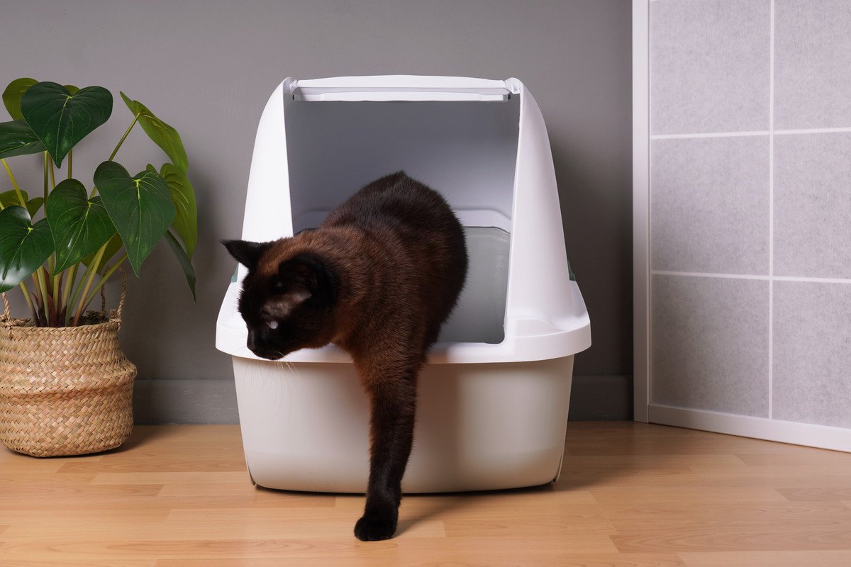 猫にとって理想的な『トイレの置き場所』TOP4　安心して排泄ができる環境の整え方