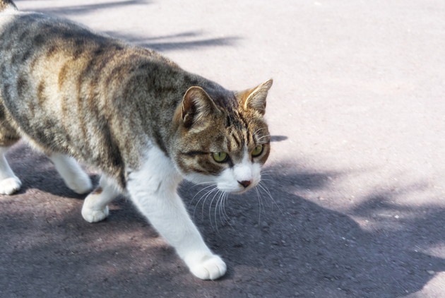 猫の歩き方の特徴と歩行異常について