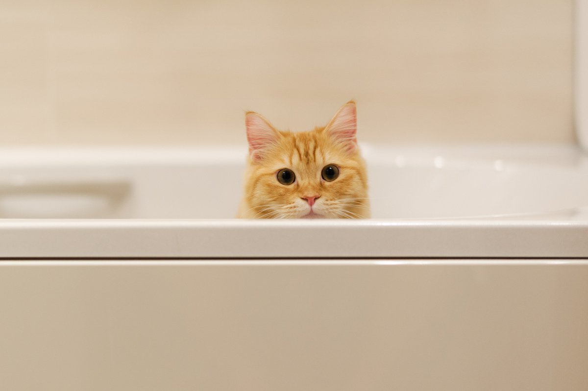 猫を『お風呂好き』にする方法とは？５つのアイデア