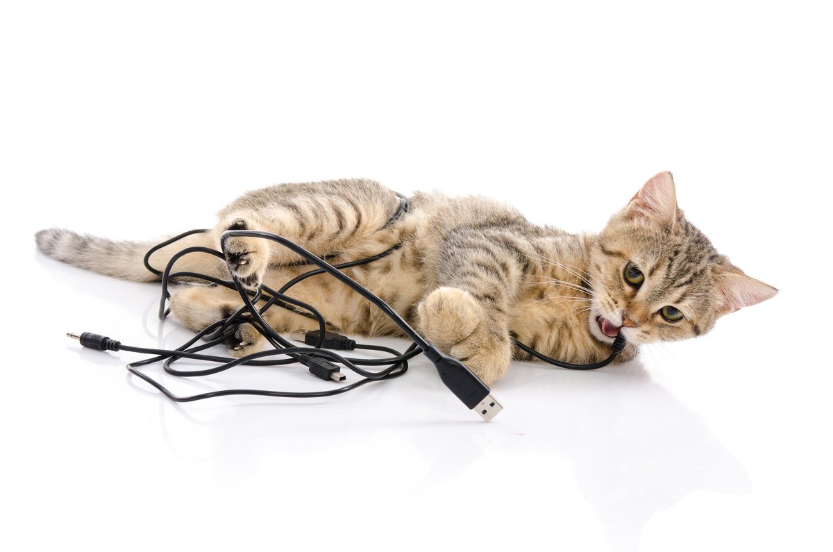猫が『電気コード』を噛んでしまう3つの理由　事故を防ぐためにできることとは？