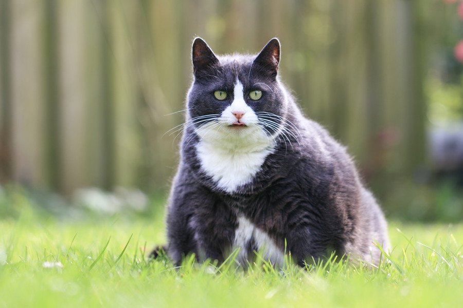 猫の『肥満』が及ぼす影響について