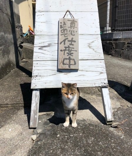【猫島に行ってみた】熊本県・上天草に浮かぶ『湯島』は猫好きにはたまらない猫パラダイスだった
