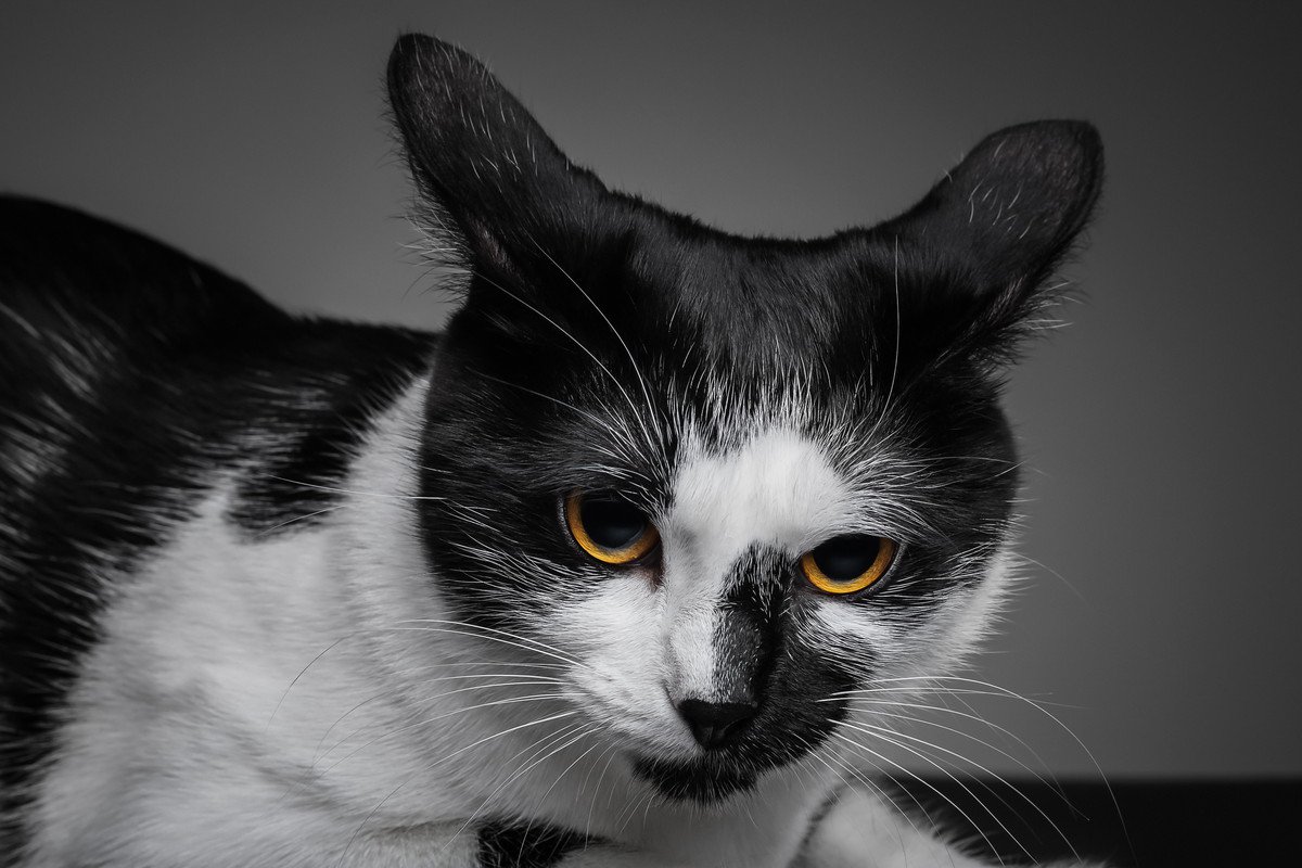 猫が『イカ耳』になる5つの瞬間とその理由　ネガティブな気持ちになっているサイン？