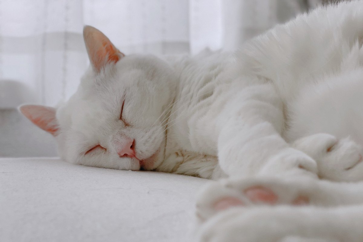 猫が寝てくれない…悩める飼い主が試すべき『寝かしつけ』の方法3つ