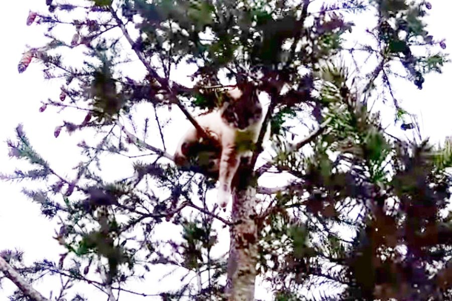 コヨーテに追われ木に登った猫…高さ30メートルから救出！