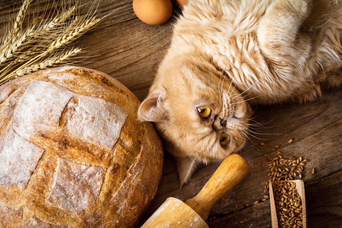 猫に『小麦粉を使った食品』をあげてもOK？3つの種類別に気をつけたいポイント